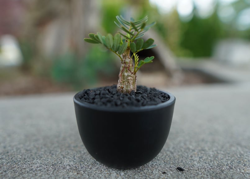 Senna Meridionalis　実生 センナ メリディオナリス 実生 | STELLA.PLANTS