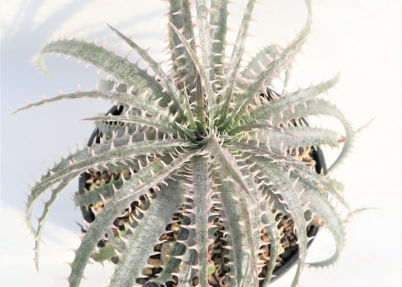 Dyckia delicata GF F1 x Bone | mana's farm:塊根植