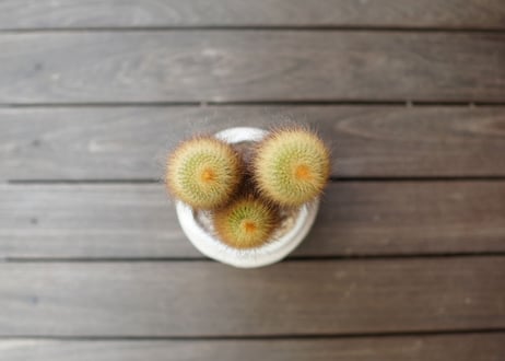 キンコウマル  Eriocactus leninghausii
