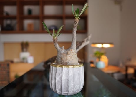 パキポディウム　グラキリス　 Pachypodium Gracilius