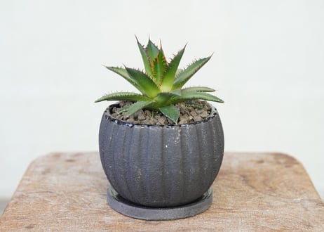 Agave horrida