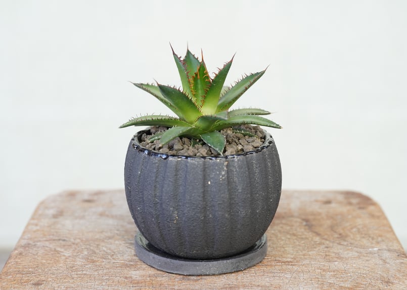 二度と見つからない激レア　蓮棘　美形　Agave horrida ホリダ　ア Agave horrida | mana's farm:塊根植物・アガベ・ドライガーデン植物販