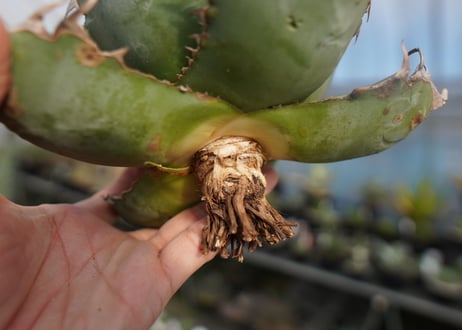 agave titanota chocolate kiss