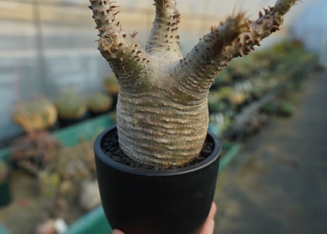 パキポディウム マカイエンセ　Pachypodium makayense　No.7