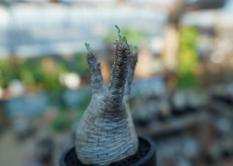 【未発根】パキポディウム　グラキリス　 Pachypodium Gracilius  No.24