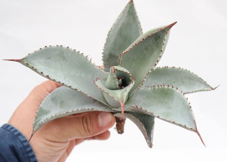 Agave pygmaea 'Dragon Toes' PUP no.5