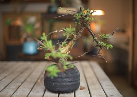 コンミフォラ　Commiphora