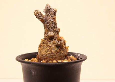 チレコドン　ペアルソニー　Tylecodon pearsonii