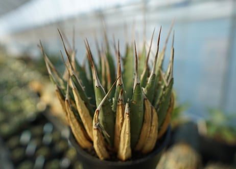アガベ　ユタエンシス　Agave uthaensis　No.2