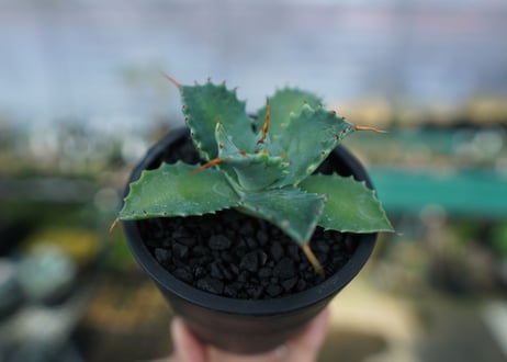 アガベ　イシスメンシス　Agave Isthmensis　No.2
