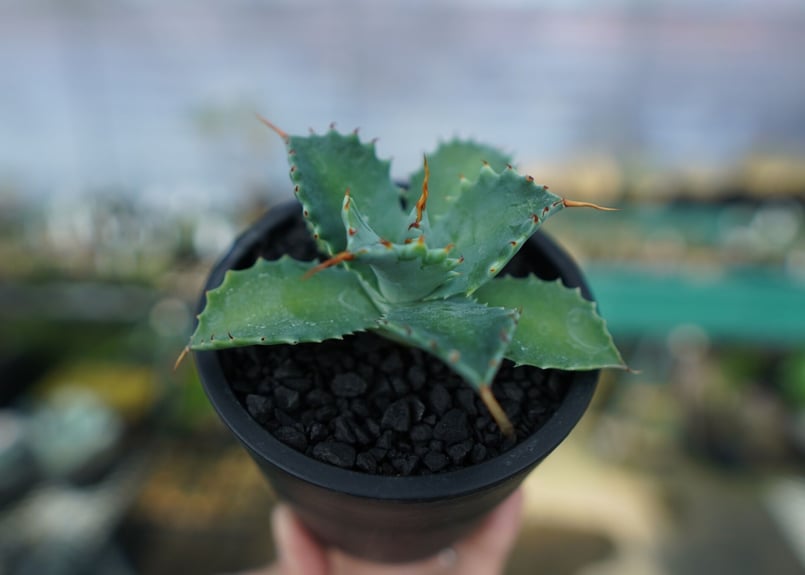 4月入荷 100粒+ アガベ イシスメンシス 種 種子 証明書あり 4月入荷