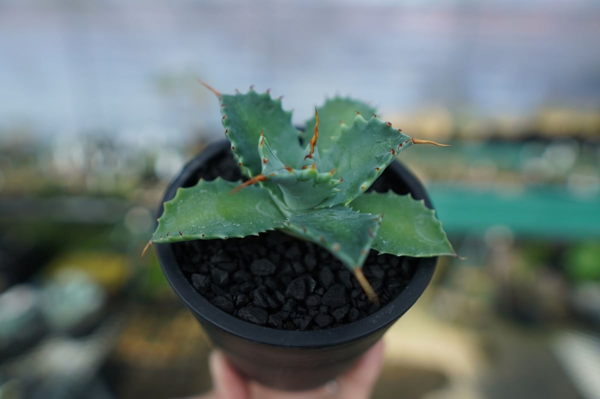 アガベ　イシスメンシス　Agave isthmensis アガベ イシスメンシス（インランドフォーム） Agave isthmensis