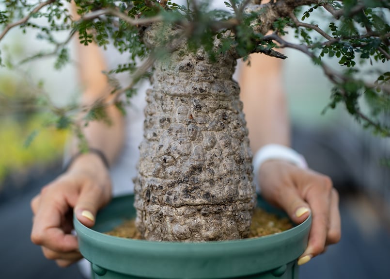 オペルクリカリア パキプス 沖縄管理株 | mana's farm:塊根植物