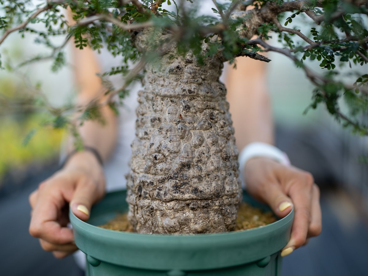 オペルクリカリア パキプス 沖縄管理株 | mana's farm:塊根植物