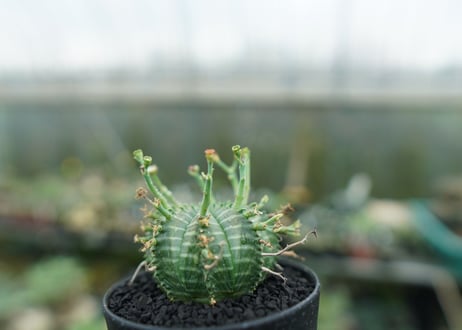 ユーフォルビア　バリダ　Euphorbia valida　No.5