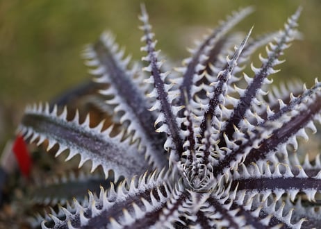 Dyckia Gandalf