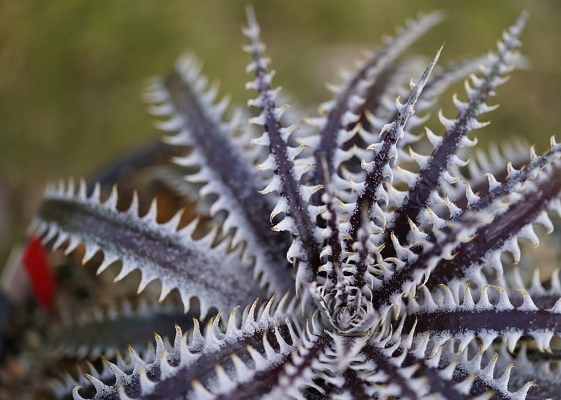 Dyckia Gandalf | mana's farm:塊根植物・アガベ・ドライガーデン植物