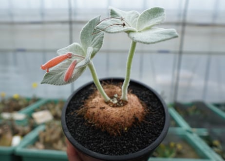 シンニンギア　断崖の女王　Sinningia leucotricha