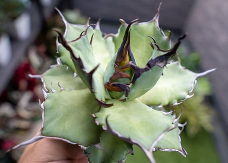 Agave ハデス 黒獄 A  NO.2