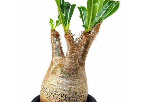 Pachypodium Gracilius パキポディウム  グラキリス  №3 little