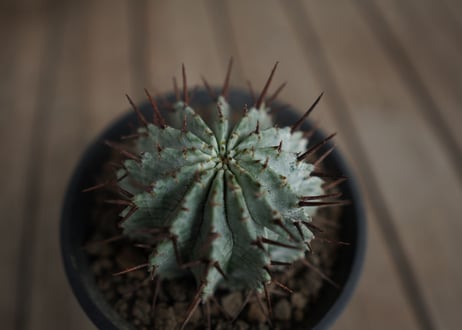 ユーフォルビア　ホリダ　Euphorbia horrida