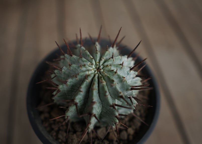ユーフォルビア ホリダ Euphorbia horrida | mana's farm:塊根植