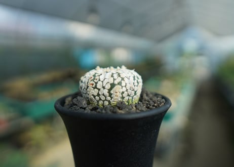 アストロフィツム　スーパー兜 Astrophytum asterias 'Super Kabuto'