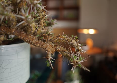 サルコカウロン クラシカウレ　Sarcocaulon crassicaule