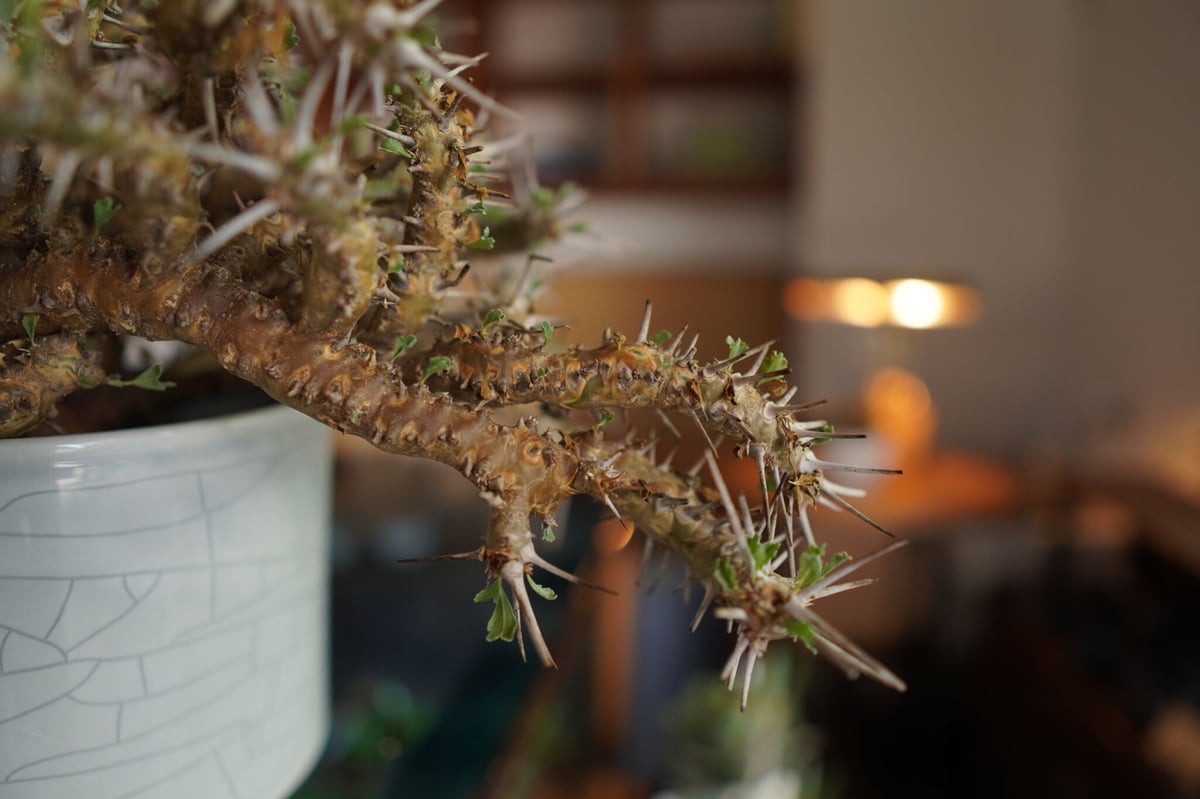サルコカウロン クラシカウレ Sarcocaulon crassicaule | mana's