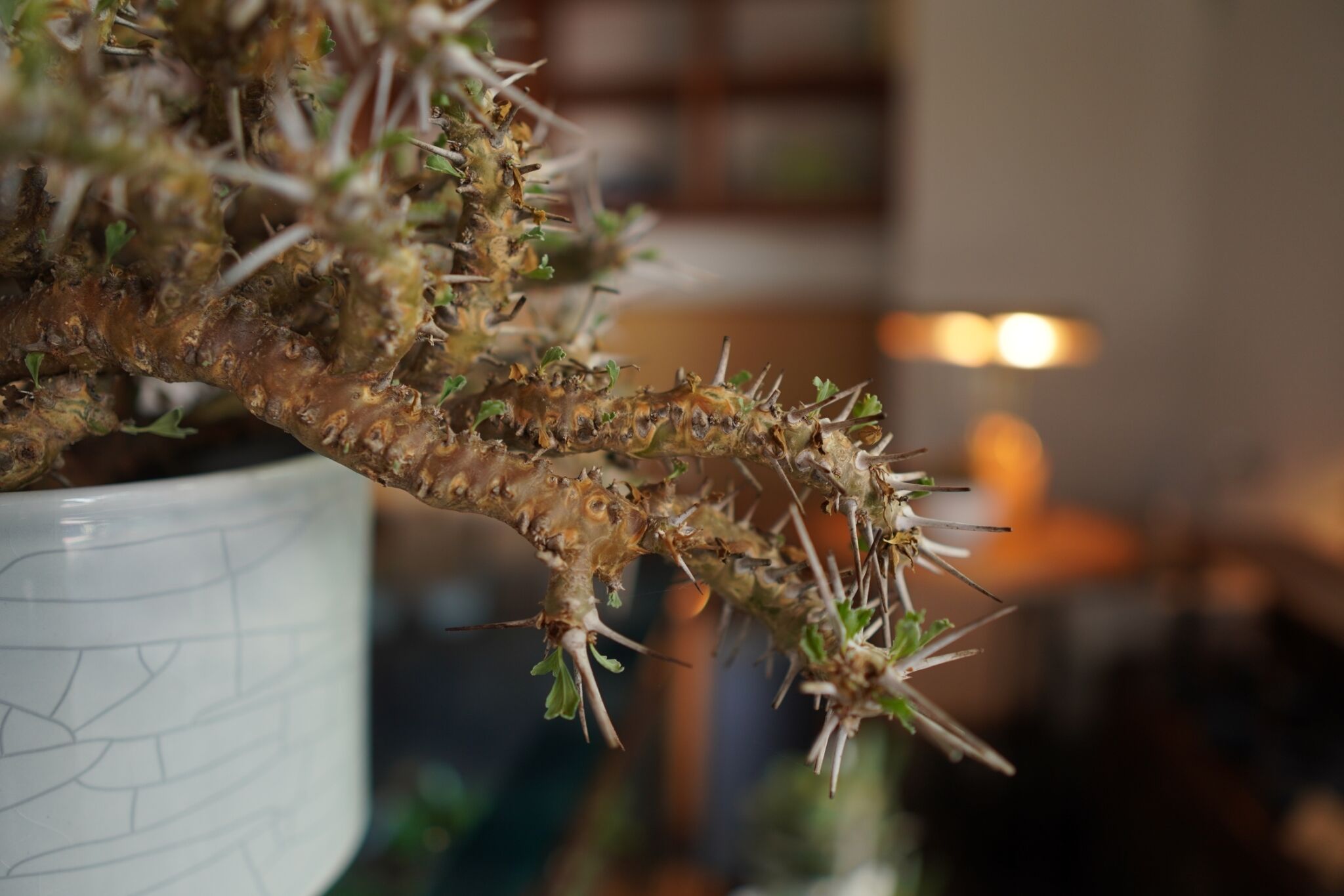 サルコカウロン クラシカウレ Sarcocaulon crassicaule | mana's