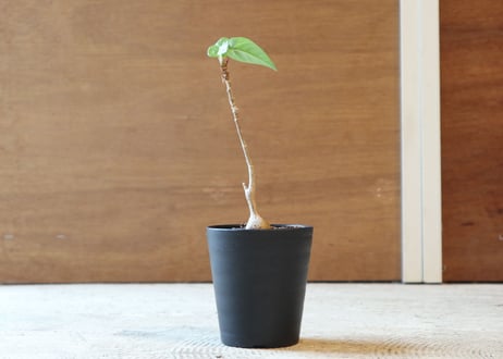 フィカス　ペティオラリス
