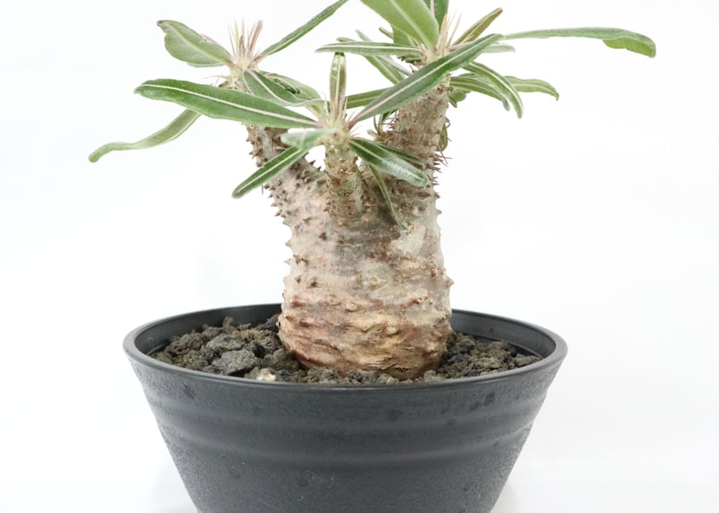 パキポディウム カクチペス | mana's farm:塊根植物・アガベ・ドライ