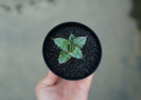 アガベ　チタノタ　 ブラックアンドブルー 　Agave titanota black and blue　No.1