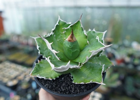 アガベ　チタノタ　白火焔　agave titanota white fire