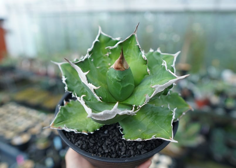 アガベ チタノタ 白火焔 agave titanota white fire | mana's