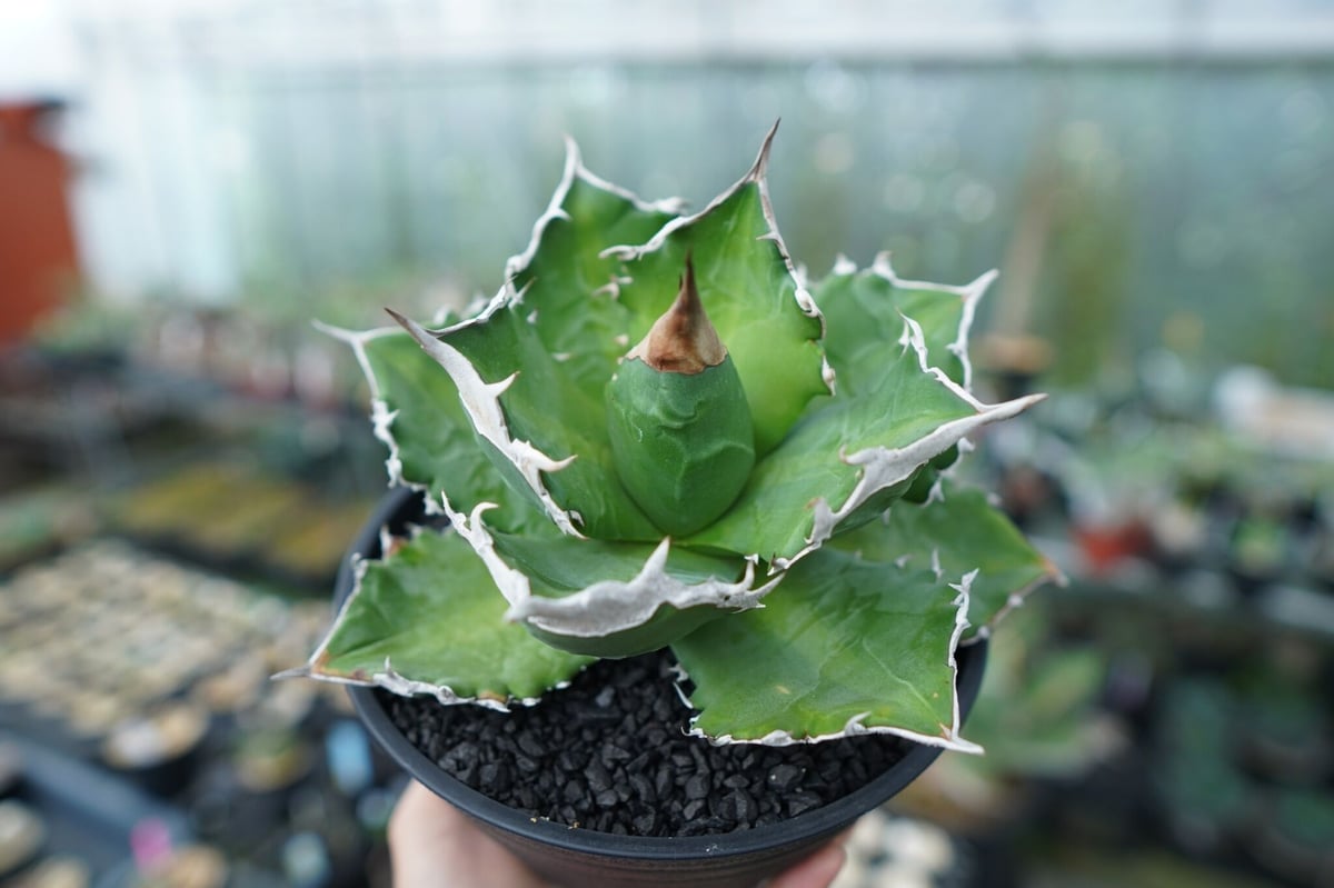 アガベ チタノタ 白火焔 / 'White Fire' ホワイトファイヤー