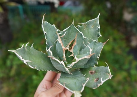 Agave titanota 白鯨 B NO.6