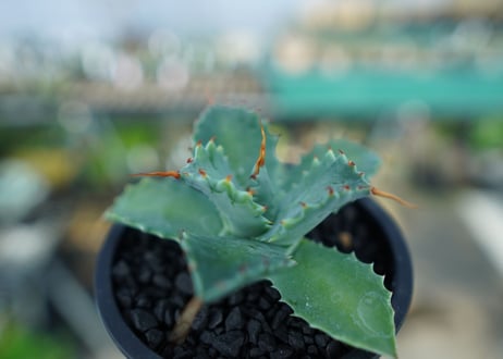 アガベ　イシスメンシス　Agave Isthmensis　No.2