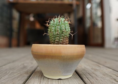 ユーフォルビア　群星冠　Euphorbia stellispina