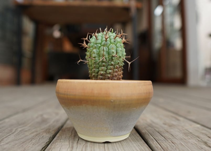 ユーフォルビア 群星冠 Euphorbia stellispina | mana's farm