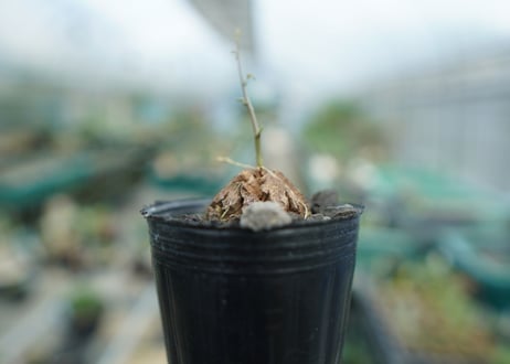 亀甲竜　Dioscorea elephantipes　No.4
