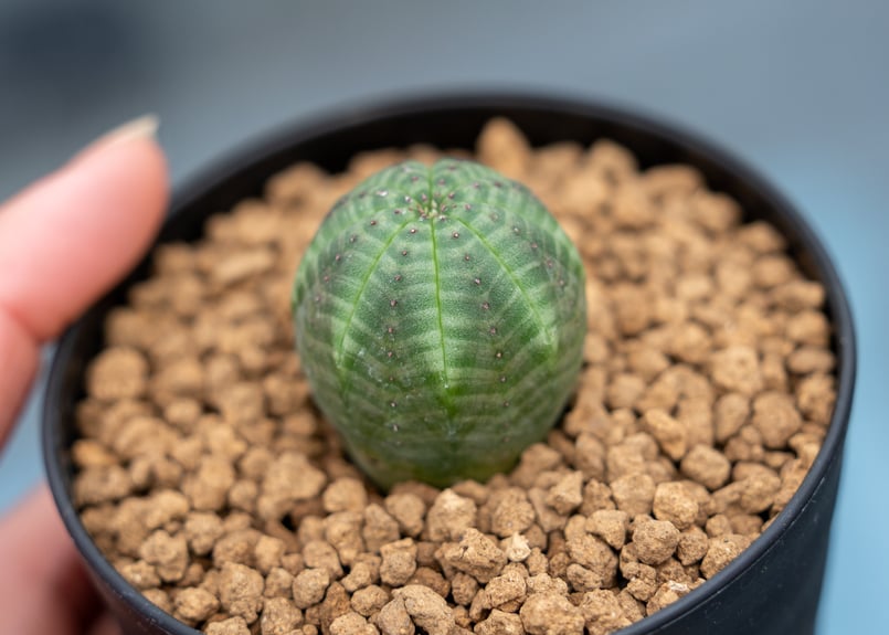 ユーフォルビア オベサ | mana's farm:塊根植物・アガベ・ドライ