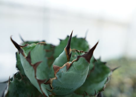 アガベ　チタノタ　 ブラックアンドブルー 　Agave titanota black and blue　NO.4