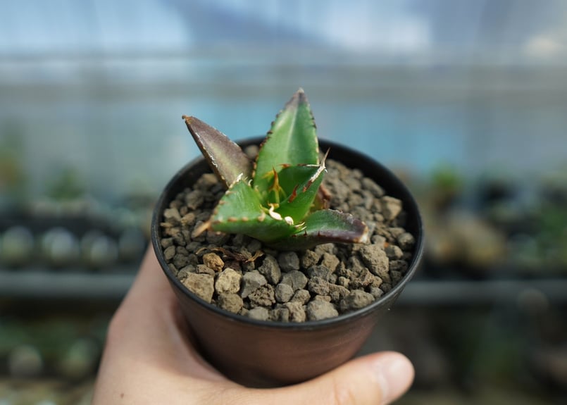 アガベ チタノタ ハデス Agave titanota Hades No.2 | mana's