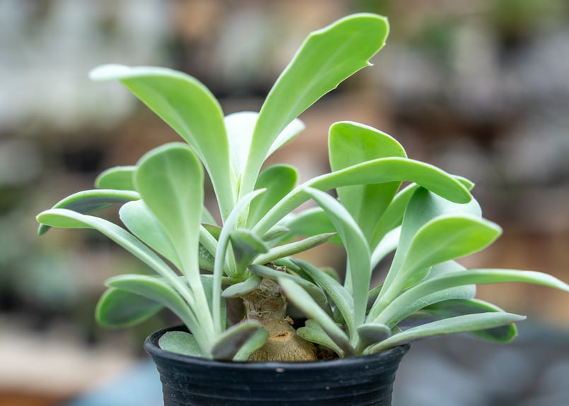 セネシオ フルゲンス | mana's farm:塊根植物・アガベ・ドライガーデン