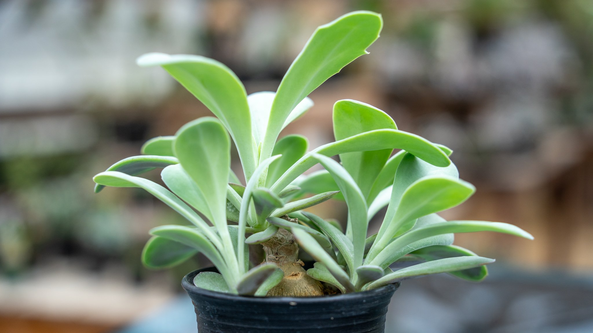 開墾植物　実生株 original