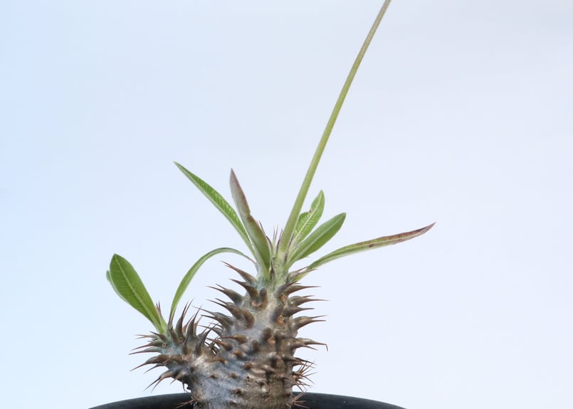 パキポディウム マカイエンセ 実生 №2 | mana's farm:塊根植物・アガベ