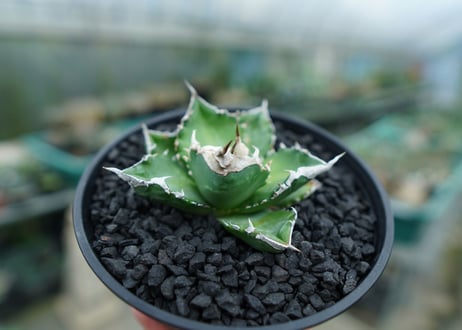 アガベ　チタノタ　白火焔　agave titanota white fire　No.2