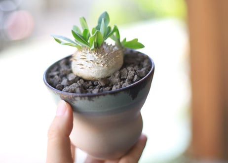 恵比寿笑い　Pachypodium brevicaule