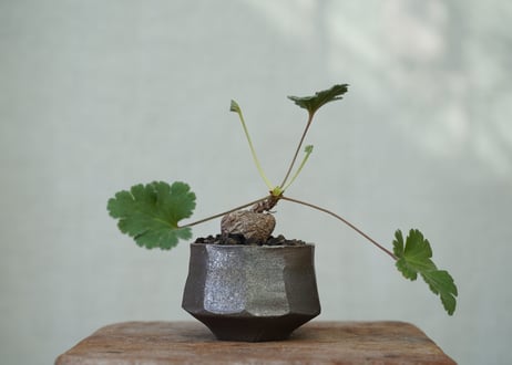 Pelargonium lobatum